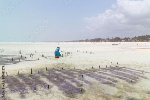 Local african woman working on seaweed farm in kitesurfing lagoon near Paje village, Zanzibar island, Tanzania. photo