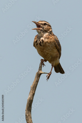 Pipit africain,.Anthus cinnamomeus, African Pipit