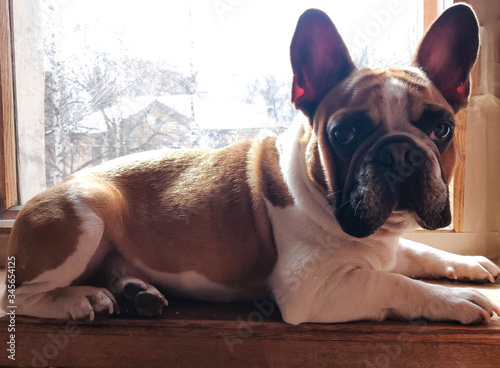 french bulldog lies on a windowsill basking in the sun © Galina