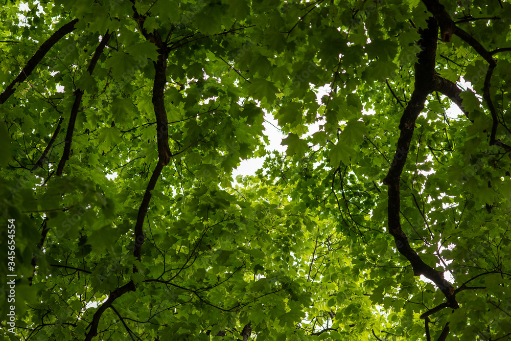green maple leaves