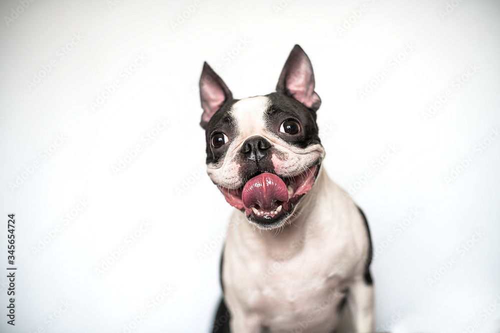 Portrait of a funny and happy Boston Terrier dog with a smile and tongue out on a white background in the Studio.