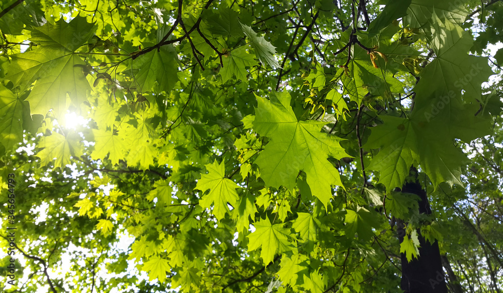 Branches with fresh green leaves of maple tree Branches with fresh green leaves of maple tree