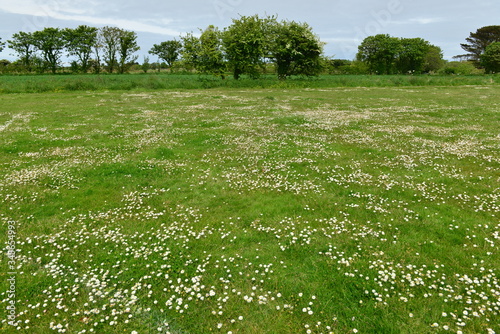 Fototapeta Naklejka Na Ścianę i Meble -  Rural meadow, Jersey, U.K. Spring flowering landscape.