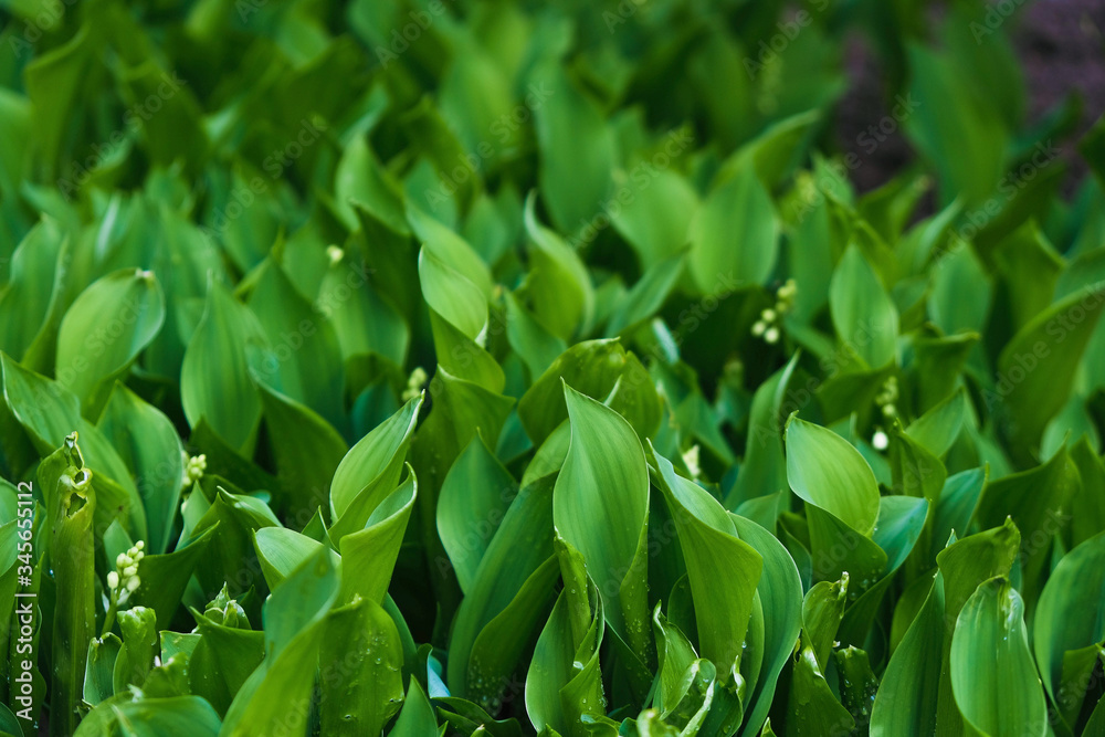 The surface of beautiful green leaves of lily of the valley. Convallaria majalis. Copy space. Selective focus. The surface of beautiful green leaves of lily of the valley. Convallaria majalis. Copy space. Selective focus.