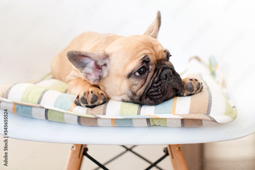 Sad young french bulldog is lying on a chair looking to the left. Dog waiting for food in the kitchen or for his owner ready to go out for a walk