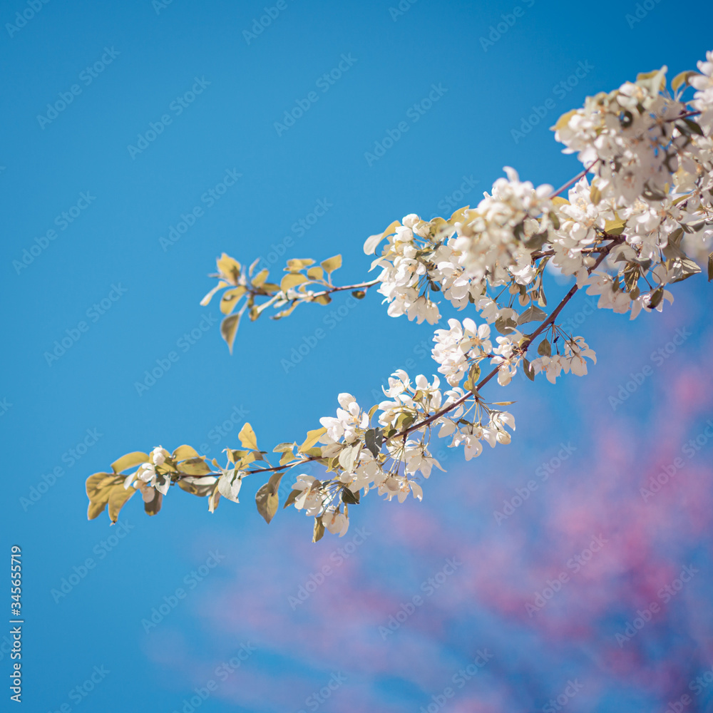 Spring and flower Spring and flower