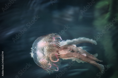 Jellyfish swimming in the sea