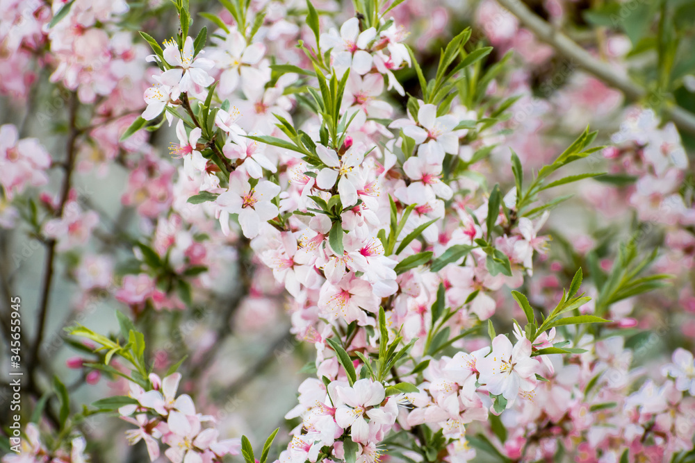 A field of blossoming almond trees. Shallow depth of field A field of blossoming almond trees. Shallow depth of field