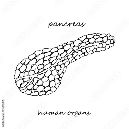 Pancreas. Realistic hand-drawn icon of human internal organs. Line art. Sketch style. Design concept for your medical projects post viral rehabilitation posters, tattoos.