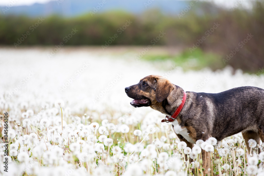 Dog in magic dandelion meadow.