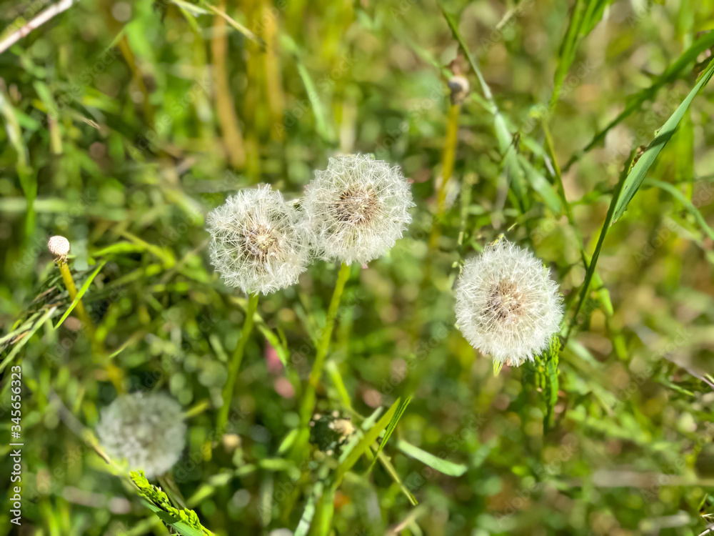 dandelion in green grass close-up. Spring background. Copy space. Postcard design. dandelion in green grass close-up. Spring background. Copy space. Postcard design.