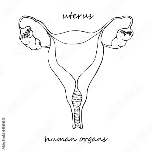 Uterus. Realistic hand-drawn icon of human internal organs. Line art. Sketch style. Design concept for your medical projects post viral rehabilitation posters, tattoos.