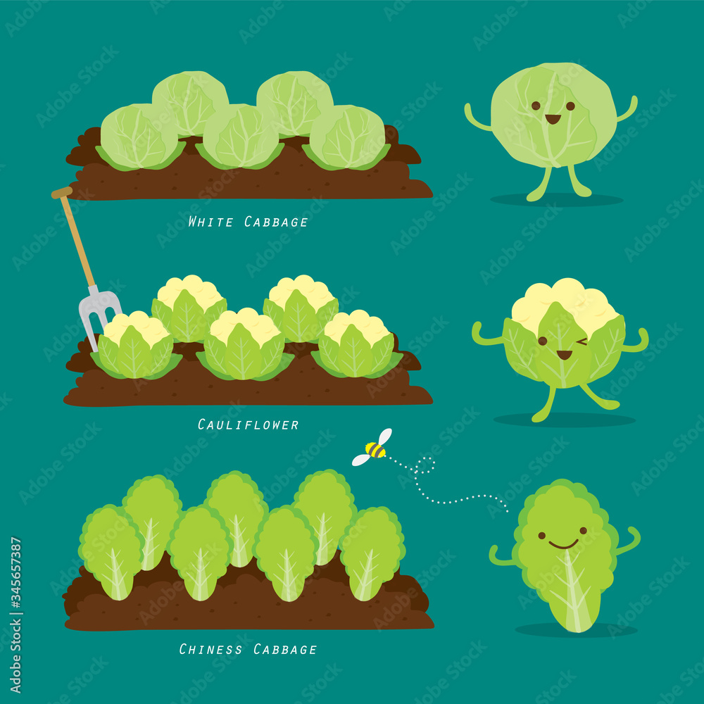 Set of Vegetable garden. Organic and healthy food Cartoon Vector illustration.