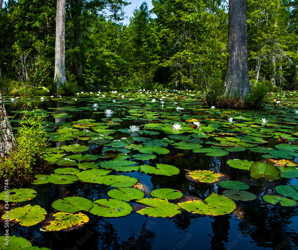 Cypress Swamp With Bald Cypress Trees and Fragrant Water Lilys Floating on Lily Pads at Cypress Gardens,Moncks Corner, South Carolina, USA Cypress Swamp With Bald Cypress Trees and Fragrant Water Lilys Floating on Lily Pads at Cypress Gardens,Moncks Corner, South Carolina, USA