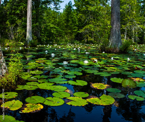 Cypress Swamp With Bald Cypress Trees  and Fragrant Water Lilys  Floating on Lily Pads at Cypress Gardens Moncks Corner  South Carolina  USA