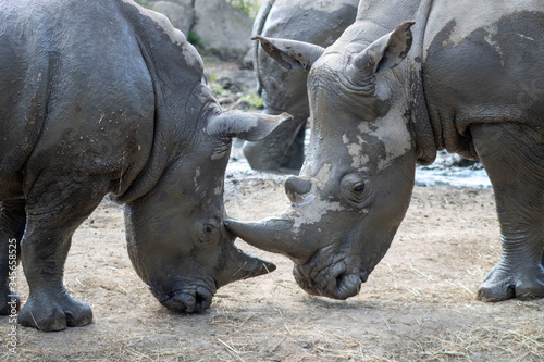 Two young rhino are fighting.