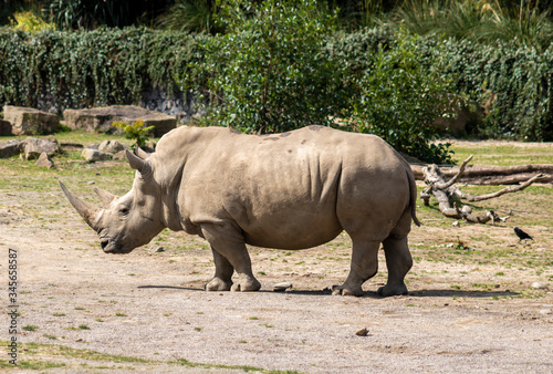 White rhino in the wild