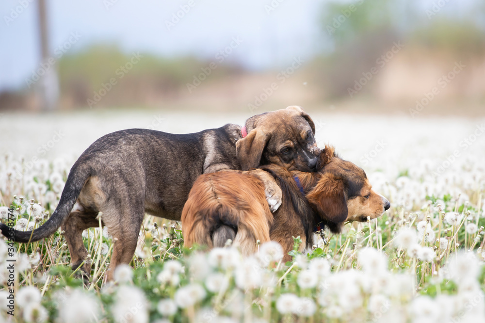 Dogs in magic dandelion meadow.