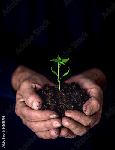 young plant in the hands of a farmer