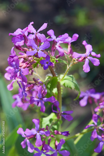 Fototapeta Naklejka Na Ścianę i Meble -  Beautiful purple flower Lunaria annua, called honesty  (Dollar plant, Moonwort) growing outdoors