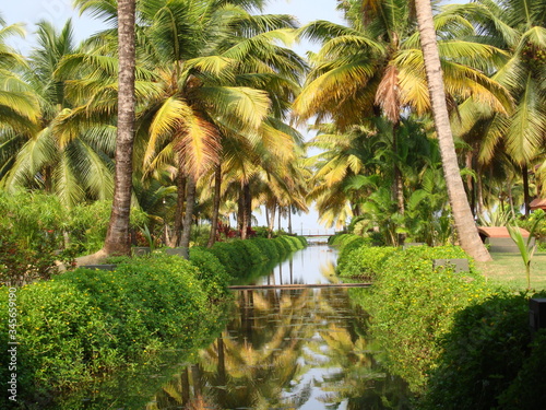 Backwaters palm tress