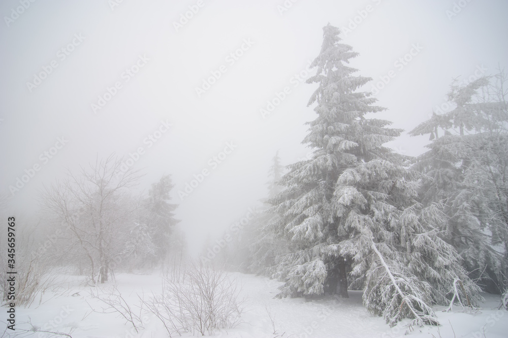 Naklejka premium Winter forest covered in snow. Foggy weather. Bad visibility.