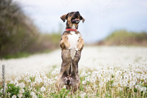 Dog in magic dandelion meadow.