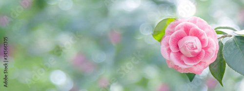 Foto Pale pink camellia japanese rose form flower