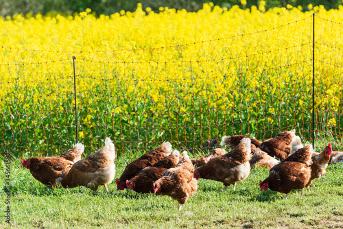 Artgerechte Tierhaltung in Schleswig-Holstein. Frei laufende Hühner auf einer Wiese in Moorsee bei Kiel