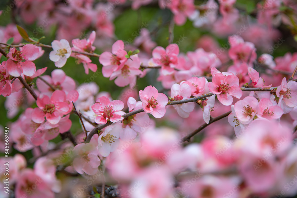 Blooming sakura tree in Japan Blooming sakura tree in Japan