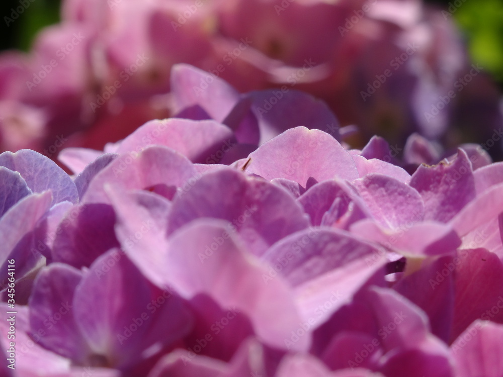 Pink flowers ( bigleaf hydrangea, hortensia) in garden Pink flowers ( bigleaf hydrangea, hortensia) in garden