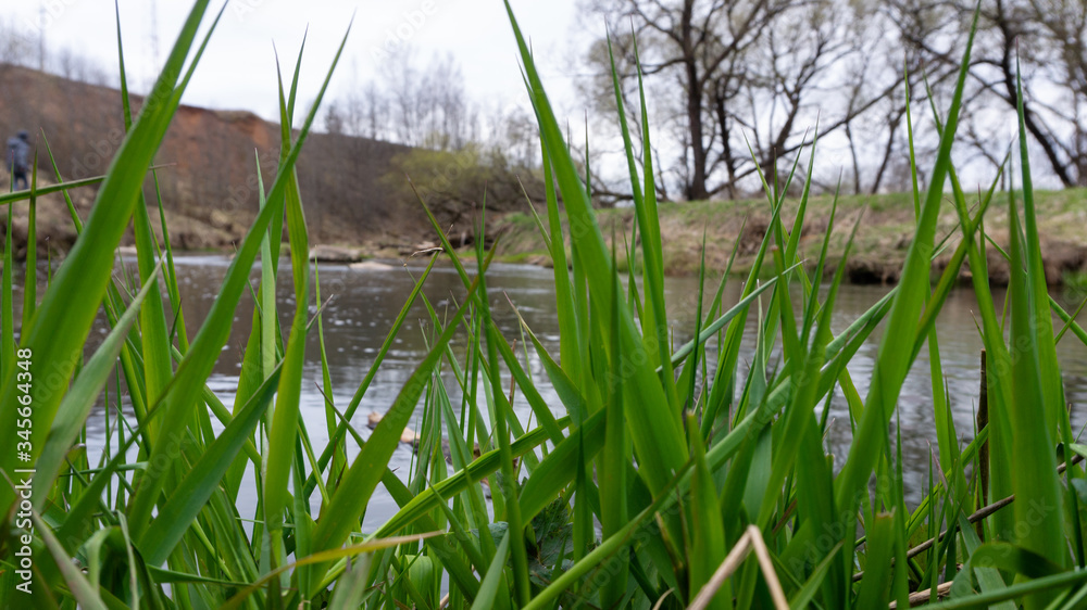 Obraz premium young bright green grass against the background of the river. spring. nature. small fast rivers