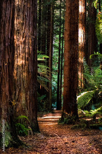 Fototapeta Naklejka Na Ścianę i Meble -  Redwood forest in new zealand