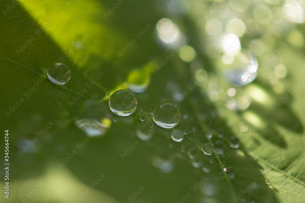 Wassertropfen auf Eichenblätter in der Morgensonne