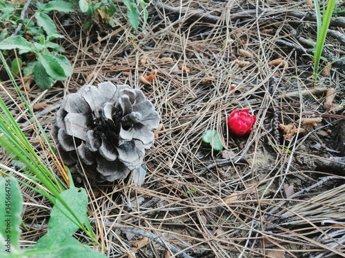 Fotografi smurf mushrooms