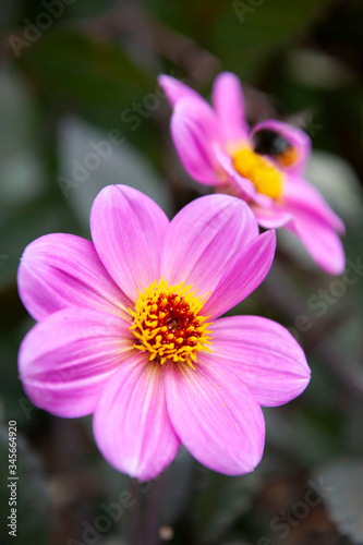 A close up of a pink Dahlia