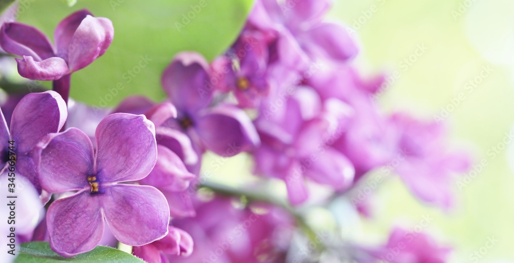 lilac on a light green background. lilac and green. place for text. copy space. Soft focus.