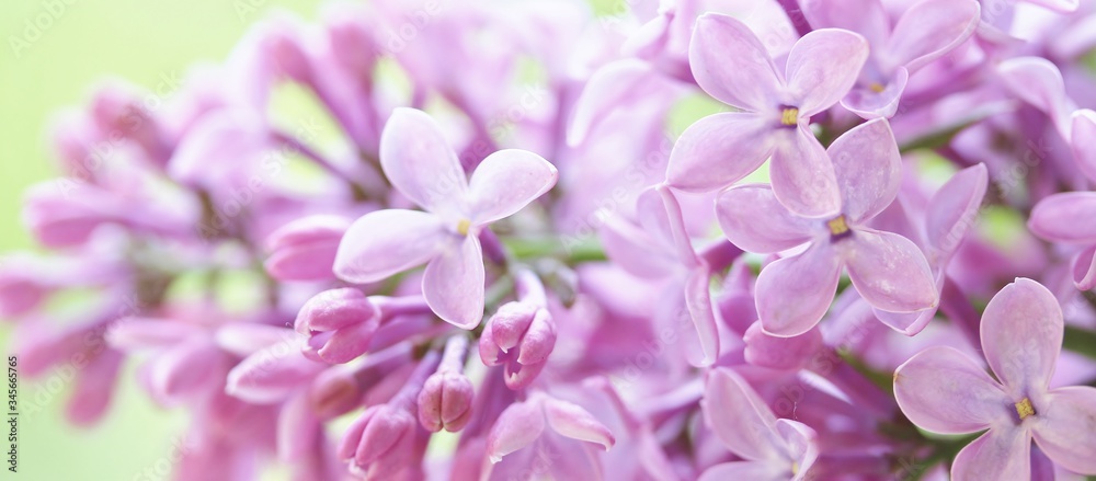 lilac on a light green background. place for text. copy space. lilac and green. banner. Soft focus. lilac on a light green background. place for text. copy space. lilac and green. banner. Soft focus.