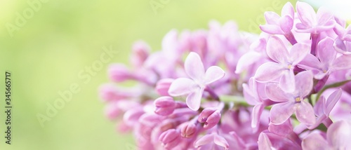 lilac on a light green background. place for text. copy space. lilac and green. banner. Soft focus. © shabbydecor