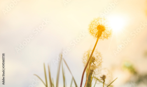 dandelion in the grass