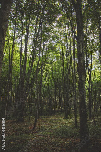 forest in the morning