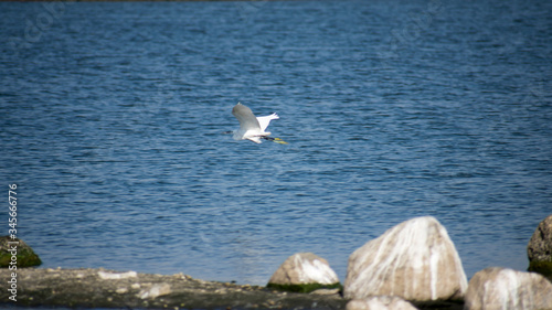 Median egret in a lake Mesophoyx intermedia Mahjhola Bagula Fly over lake in air
