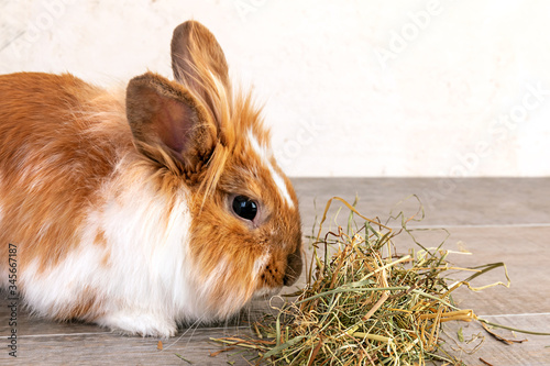 Decorative rabbit Lion head eats dry grass, hay. Close-up side view.