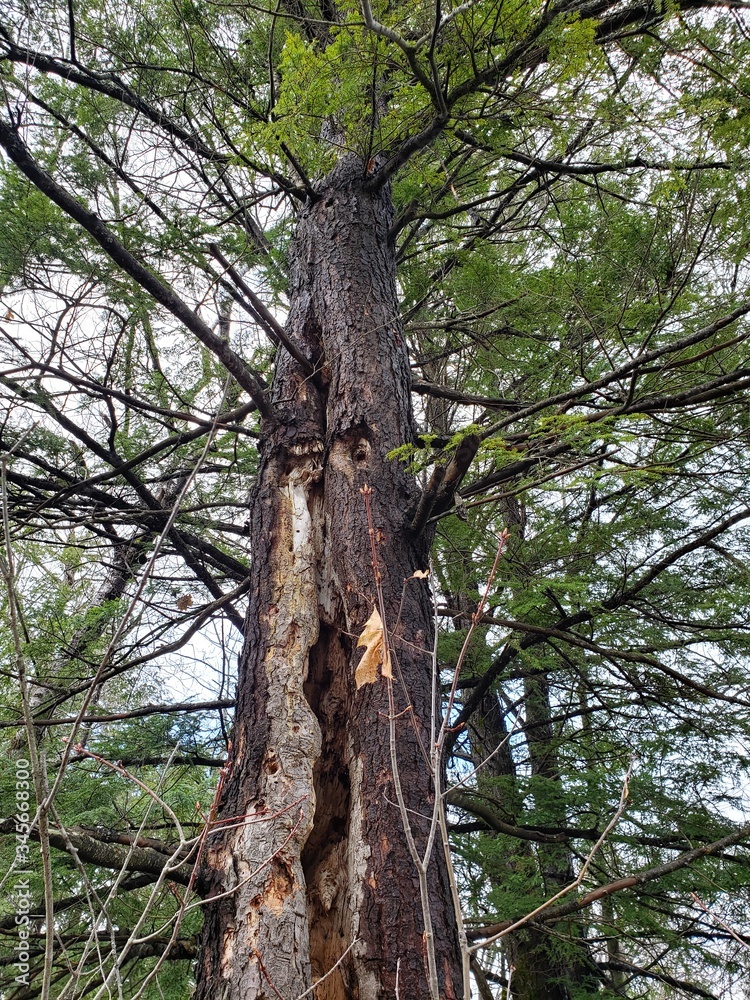 Naklejka premium Tall trees