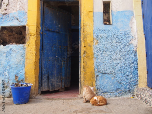 Cats relaxing in a port city, Essaouira, Morocco © Mithrax