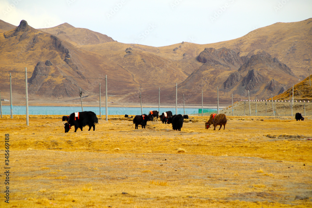 Flock of sheep and yak grazing on the plateau pasture. In order to prevent the loss, the animals are marked