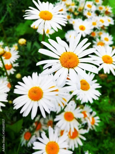 White field daisies grow in the meadow.