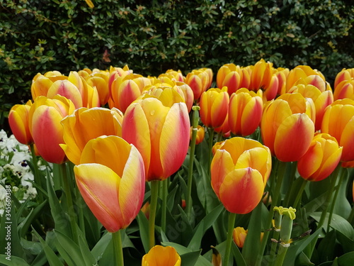 Tulipa  ,World Peace’,  Liliaceae family. Hanover, Berggarten, Germany 4. Mai 2020 photo