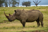 A big rhino in the Lake Nakuru, Kenia.