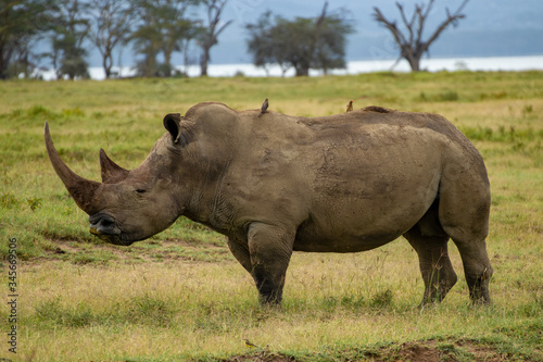 A big rhino in the Lake Nakuru, Kenia.